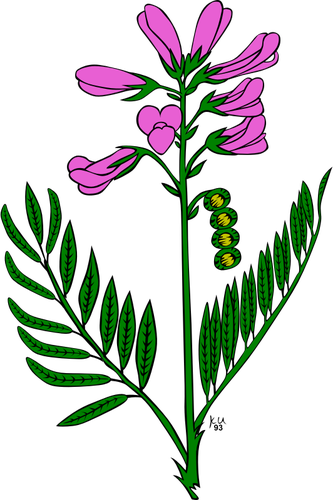黄芪勒拉植物矢量图像