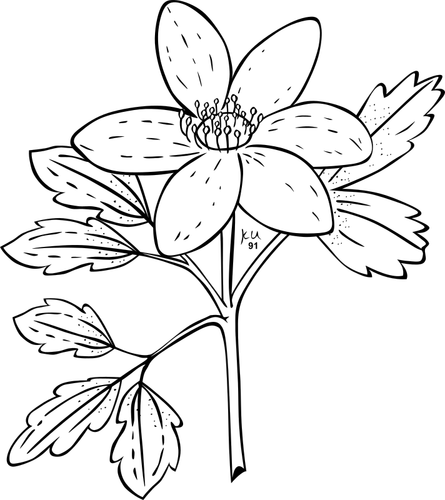 Ilustración de vector de la planta piper anémona
