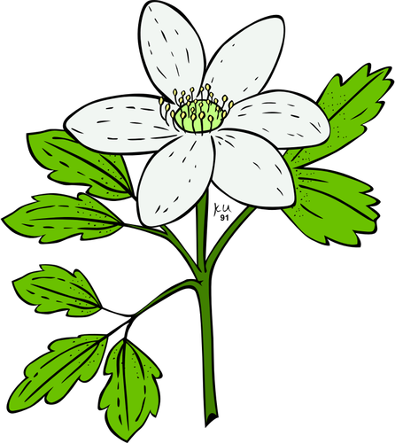 Vektorový obrázek Sasanka piperi rostliny