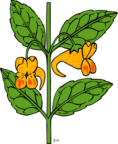 Wektor rysunek impatiens capensis roślin