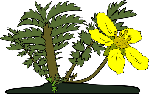 Potentilla anserina floare