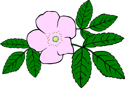 Роза иглистый вектор