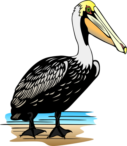 Пеликан птица векторное изображение