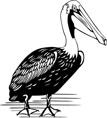 Pelikan wektor rysunek