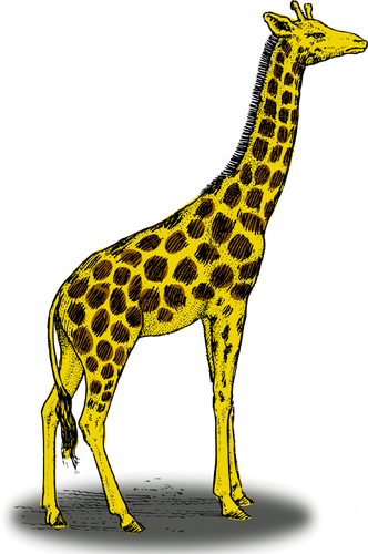 Coloridas girafa vector clipart