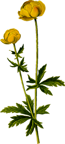 Glob ilustracja kwiat