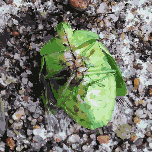 Bug del ventre verde