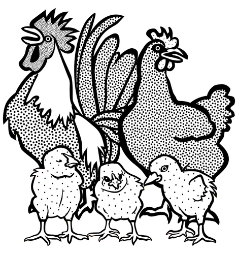 Kylling familie