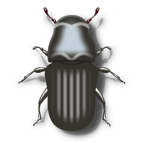 Kumbang pinus