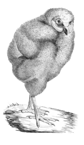 Victoria burung ilustrasi