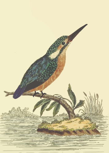Pássaro Martim-pescador em uma imagem de vetor de ramo de árvore