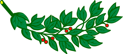 Branche de laurier avec image vectorielle de fruits rouges