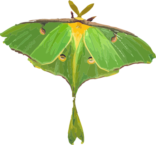 Afbeelding van de vlinder