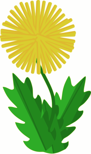 Dandelion फूल वेक्टर छवि