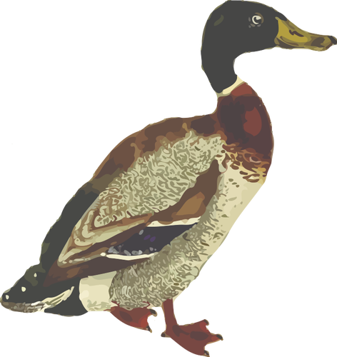 Yaban ördeği kuş türü tam renkli grafik