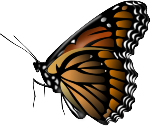 Monarkki perhonen vektori ClipArt