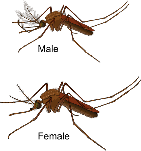 Mosquito macho y hembra