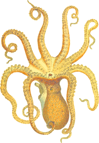 Octopus Illustration