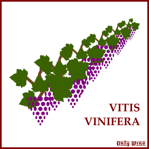 Violett druvor symbol