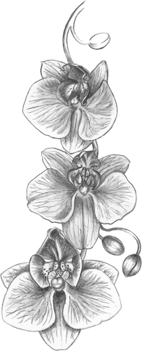 Orchidee Skizze