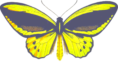 Ornithoptera sommerfugl