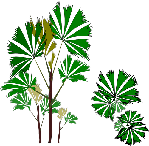 Arbre tropical à feuilles persistantes