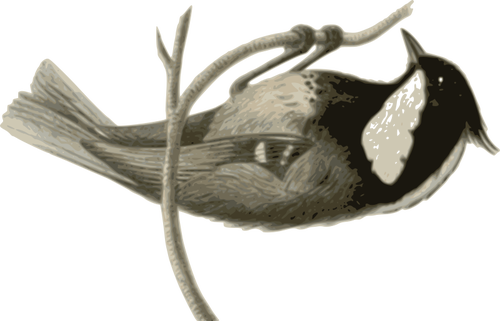 Parus ater pekinensis plukken op een boomtak vectorafbeeldingen
