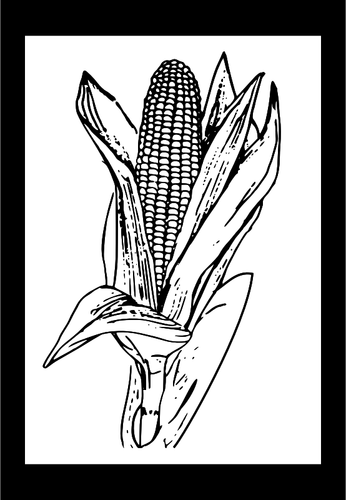 Векторная иллюстрация спелой кукурузы
