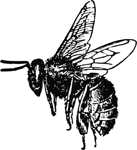 Écorchement image vectorielle abeille