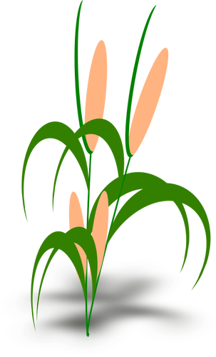 Ilustración de vector de planta con mazorcas