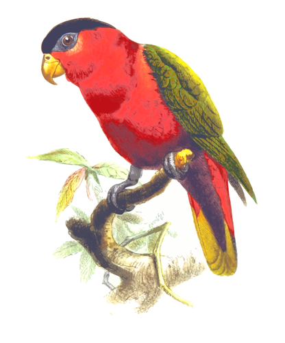 Papagaio-de-barriga-roxo