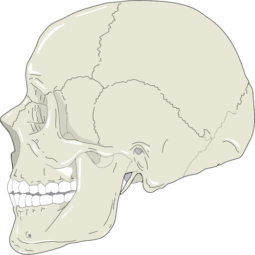 Человеческий череп