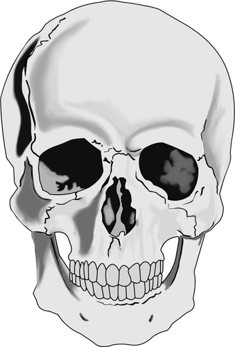 Cráneo humano realista