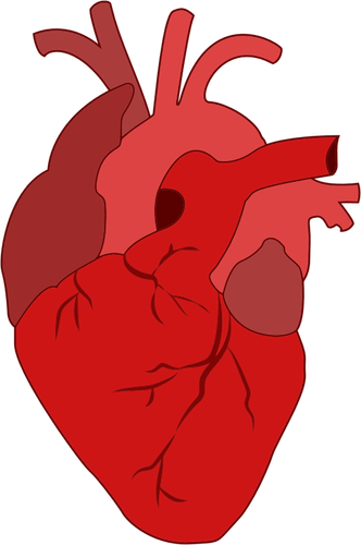 Corazón rojo realista