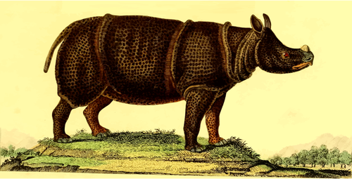 Rinocer în natură