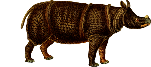 Image vectorielle de rhinocéros