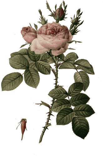Botões de rosa e flores