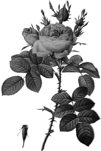 Abu-abu hip mawar dan bunga mawar