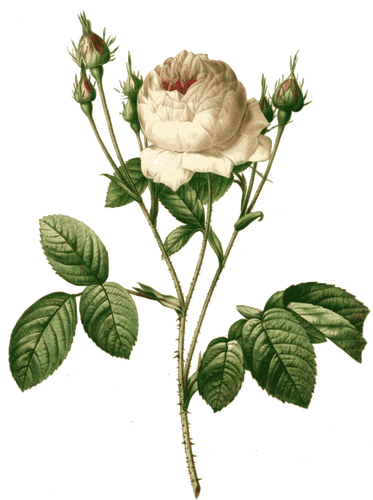 Růžové růže větev