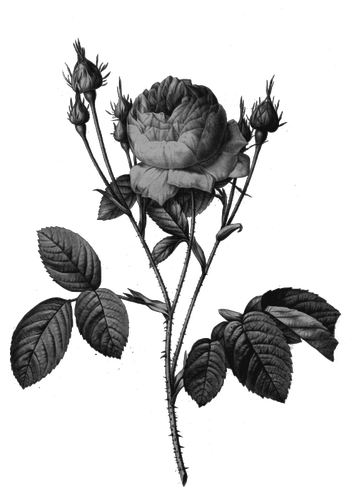 Wild rose pąki