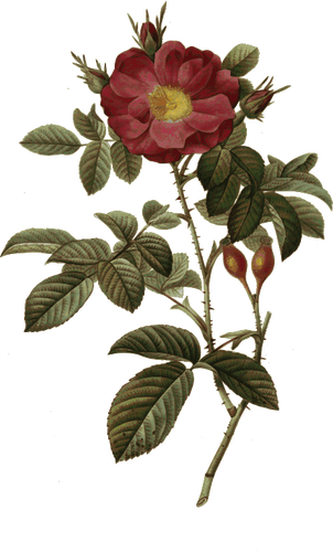 Roseira brava e rosa selvagem
