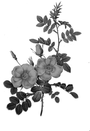 Rose en monochrome