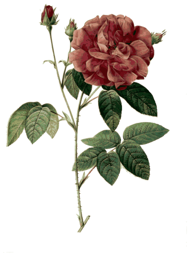 Villi ruusu kukassa