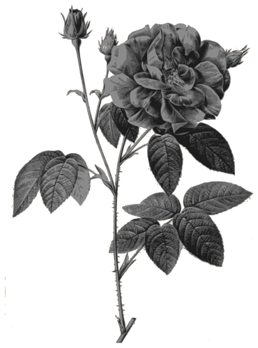 Divoké růže v šedé barvě