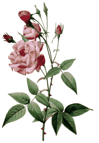 Колючий розы