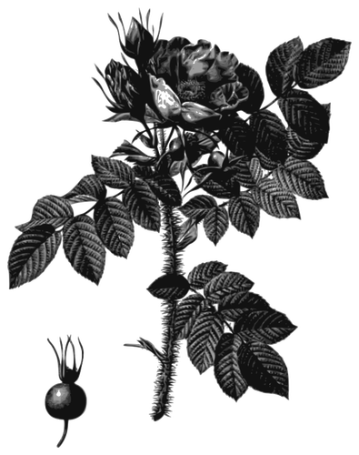 Alb-negru măceşe şi de floare