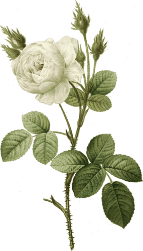 Valkoinen ruusu, jossa on piikkejä