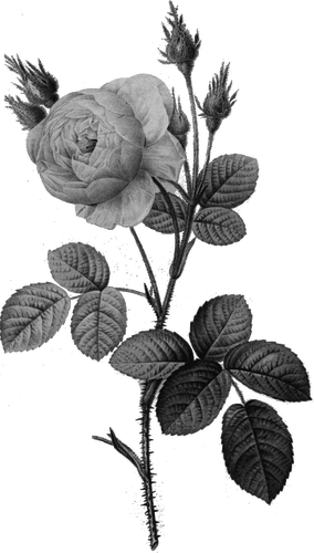 Enkel grå rose