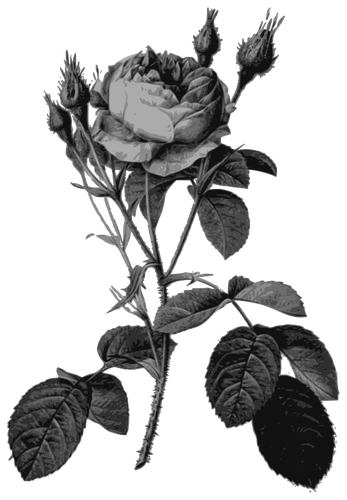 Rose sorteren in grijs