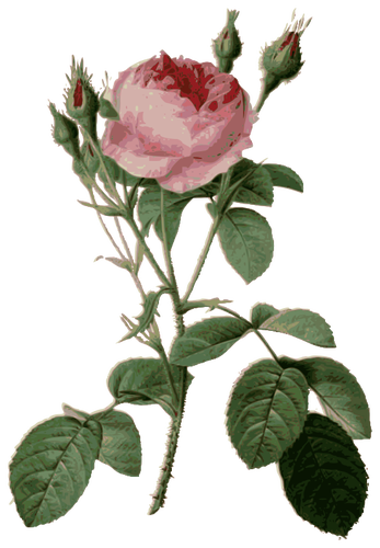 Dornige Rosen und Rosenknospen